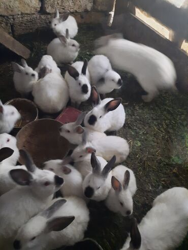 kaliforniya dovşan: Kaliforniya dovşanları dəyərinnən ucuz satılır 15 manata təcili pul