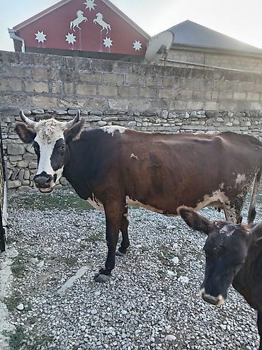 lal ördək satışı: Saxlama təsərrüfatından inək və bala - Südlük istiqamətli, buynuzlu — 1