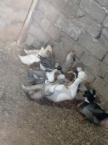 qus bazari bakida: Salam 4 Erkey 1 dişidi hamsida kekilidi 2 dene de 2 ay yarımlıq — 4