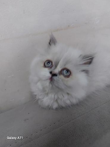 Pişiklər: Qızıl şinşilla — 24