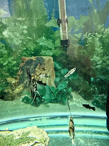 Akvarium dekoru: Malinezi orta olcu 1 manat danyo tul quyruq irili xirdali 1 manat — 3