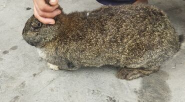продажа кроликов породы баран: Продаю кролики оба 1год, черный самка французский баран, самец