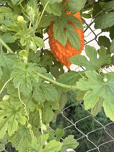 qrusa satisi: Acı xiyar (Momordika, “bitter melon”) – başqa cür Qüdrət narı meyvəsi — 4