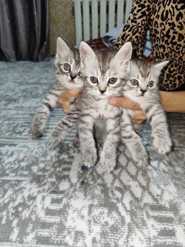 Отдам даром кошку: Кошка даром: Скотиш Страйт (Шотландская прямоухая), 2 месяца, Мальчик, Приучена к лотку