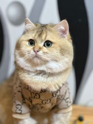 Pişiklər: CUT uchun Mohteshem, baximli saf gen erkekler Ferqli shertler ve — 1