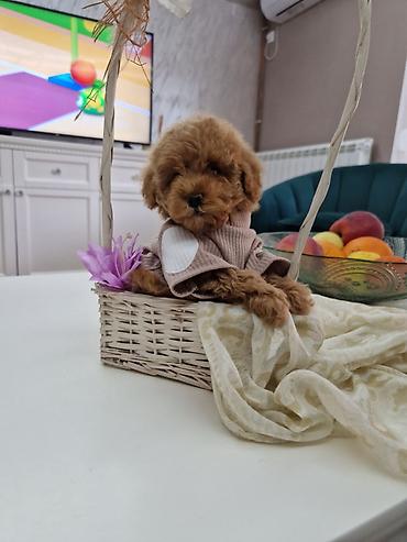 ovcar kuce: Toy pudle maleni mečići spremni za preuzimanje. Predivnih okruglih — 1