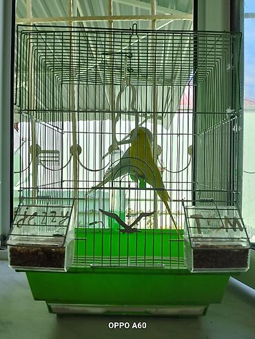 Qəfəslər: Baza ilə birgə dalğalı tutuquşu dəsti - 2 ədəd dalğalı tutuquşu (bir — 4