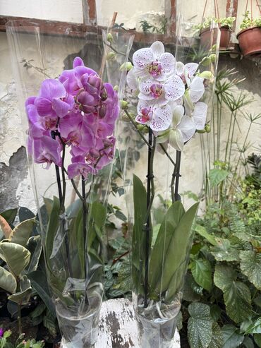 Otaq bitkiləri: Vatsapp mövcuddur!. Çatdırılma metrolara, Şamaxinkaya mövcuddur və -da lalafo.az — 10 Otaq bitkiləri: Vatsapp mövcuddur!. Çatdırılma metrolara, Şamaxinkaya mövcuddur və — 10