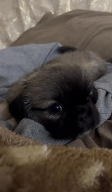 alabay itlerin satisi: Pekines, 1 ay, Dişi — 2