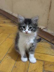 хочу купить кошку: Ищем дом для котят. Родились 8 сентября. К лотку приучены, обработаны