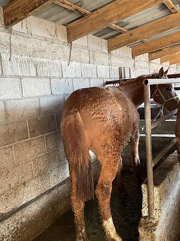 Лошади, кони: Продаю | Кобыла (самка) | Полукровка | Для разведения, На забой — 6