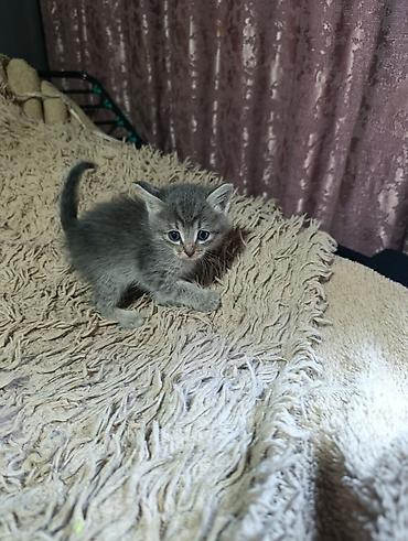животные кошки: Котята. На выбор малыши с серо-голубым и тигровым (серо-коричневым — 8