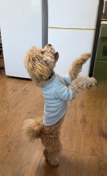 Услуги ветеринара: Продаем в хорошие, заботливые руки мини-пудель, девочка, 7 месяцев( — 6