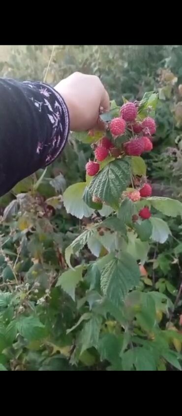 стол для мероприятий: Малина Чекене