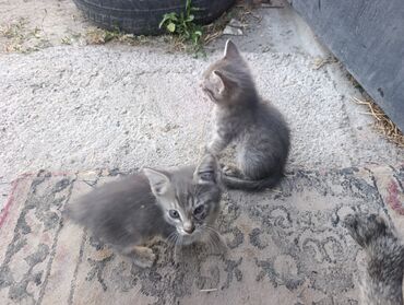сибирская трехцветная кошка: Кошка даром: Беспородная, 1 месяц, Мальчик, Метис, Приучена к лотку, С прививками