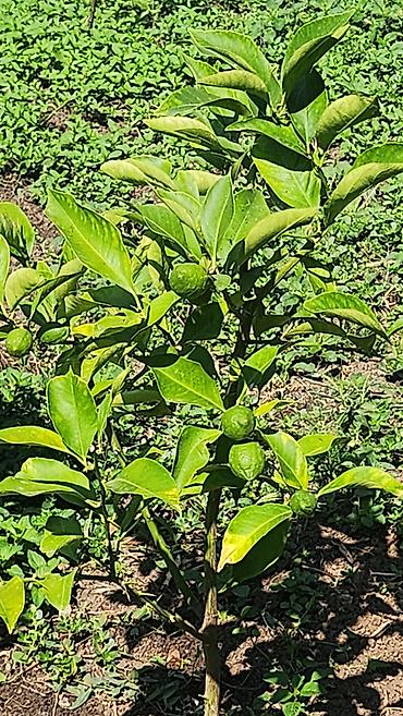 limon ağaçı: Qiymətlər üzərində olan limon sayına və ağacın boyuna görə dəyişir — 1