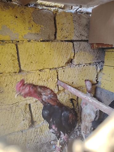 Xoruzlar: Cavan heyvandi saglamdi ayagi ela Aseel (Hint) cinsinə oxşar uzunboylu — 1