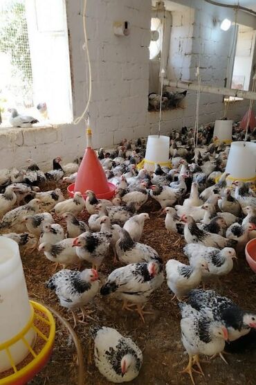 Çəngəllər: Qiymeti 4.50 Serebrist cuceler. Tam saglam,vaksinleri olunub
