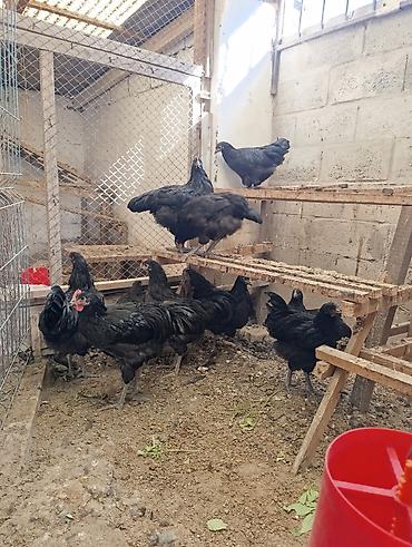 карликовый кур: Продаю | Цыплята | Брама | Для разведения — 9