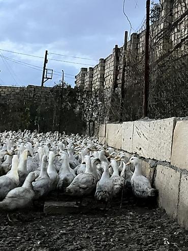 dovsan sekilleri: Məhsul: Ağ yerli ördəklər (kütləvi sayda) Təsvir: - Şəkillərdə — 7