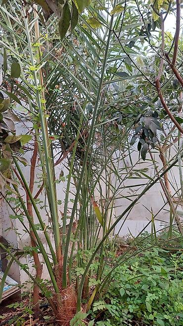 palma agaci satilir: Xurma palmı – dekorativ bağ bitkisi - Növ: Xurma palmı (Phoenix spp.) — 2