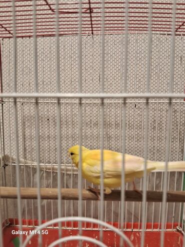 Bülbüllər: Erkək və mayalar satılır hazır quşlar hər qiymətə var — 9