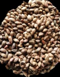 Toxumlar: Thuja toxumları, sərv, Arizona sərv, mavi thuja, qərb thuja və şərq — 7