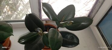 Фикусы: Фикусы — 5