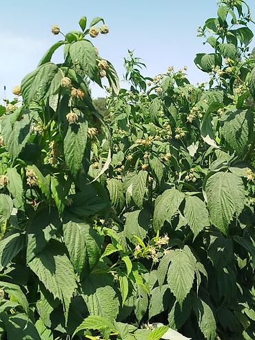 Фрукты и ягоды: Саженцы малины мапема полонез принимаю заказы на саженцы Малина — 22