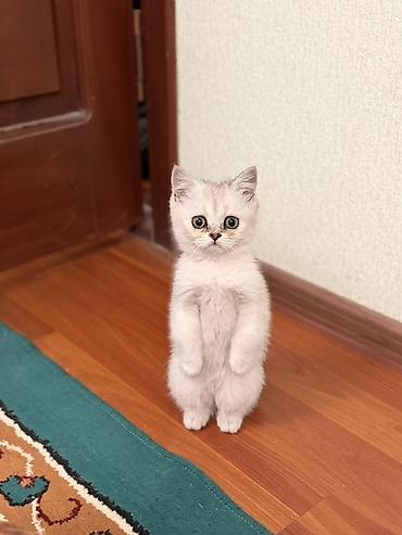 бенгальская кошка цена бишкек: Шотландский котёнок (скоттиш) серебристого окраса. - Порода — 3