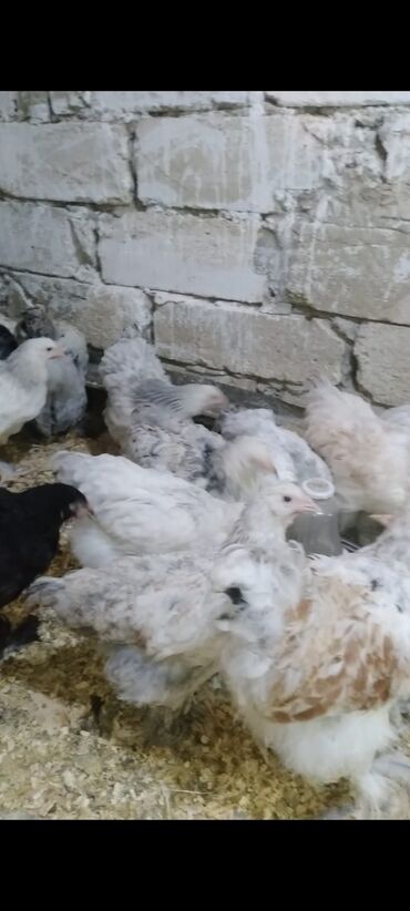 Cücələr: Toyuq cücələri, Damazlıq — 6