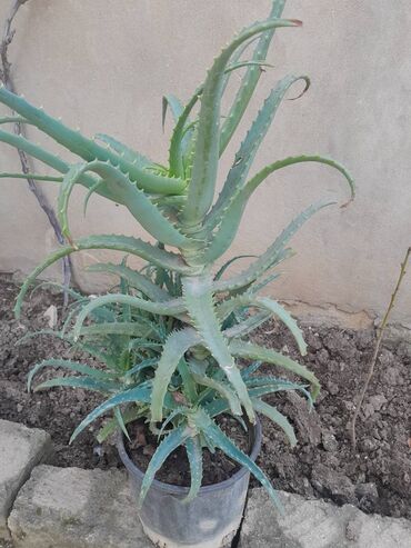 aloe vera qiyməti: Aloe bitkisi satılır.Belə bitkilər çoxdur.Razılaşma yolu ilə bir