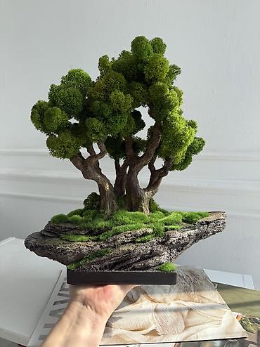 Декоративные цветы: Мини-дерево Бонсай из живого стабилизированного мха 🌿 ✅Цены указаны — 32