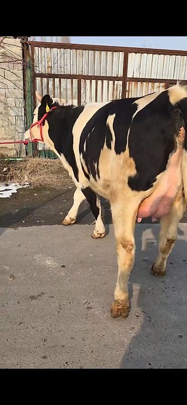 Inəklər, öküzlər: Südlük inək buzovla birlikdə - Cins: Holşteyn tipli, ağ-qara rəngli - — 4