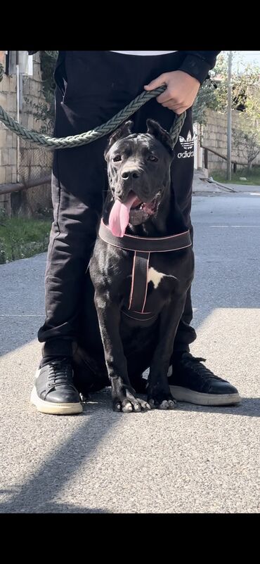 qafqaz çoban itləri: Кане-корсо, 8 месяцев, Самка, С прививками, Самовывоз