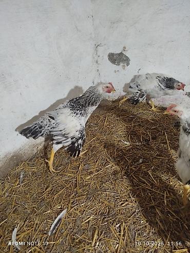 cuce yem qabi: Toyuq, Yumurtalıq — 3