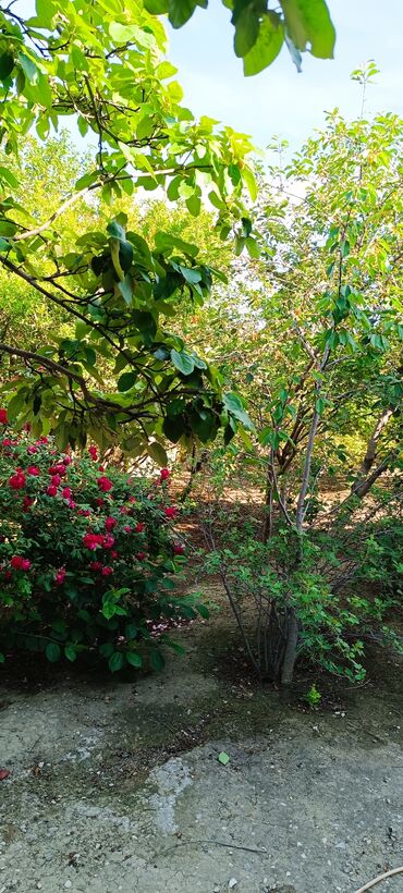 Torpaq sahələrinin satışı: 8 sot, Tikinti, Mülkiyyətçi, Kupça (Çıxarış) -da lalafo.az — 9 Torpaq sahələrinin satışı: 8 sot, Tikinti, Mülkiyyətçi, Kupça (Çıxarış) — 9