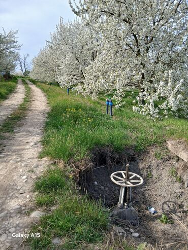 Ağaclar: Məhsul: Çiçəklənmə dövründə meyvə bağı (görünən ağaclar — 3