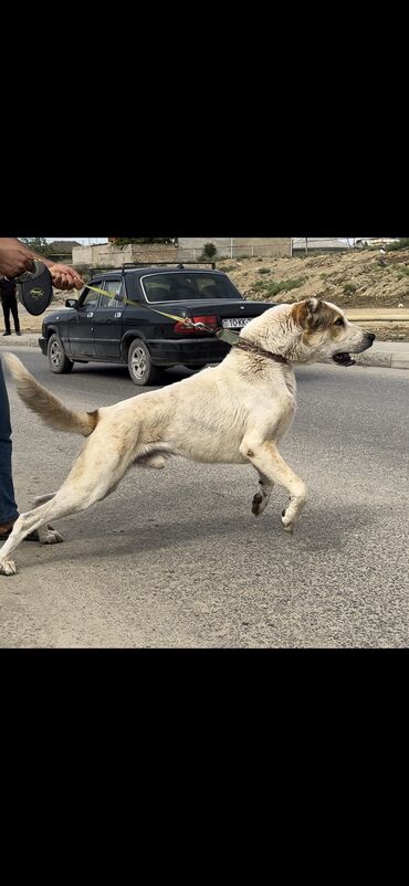 ovcharka balasi satilir: Alabay, 1 il, Erkek, Peyvəndli, Ünvandan götürmə