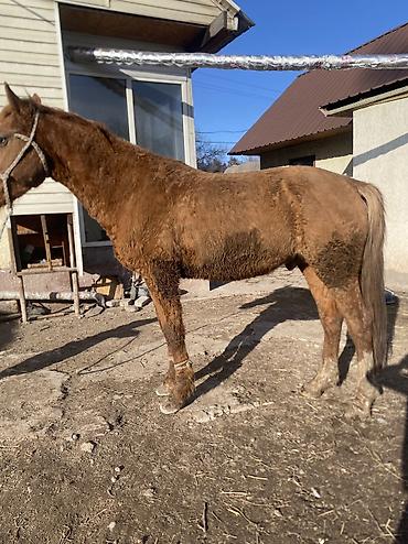 Лошади, кони: Продаю | Конь (самец) | Полукровка | Рабочий — 6