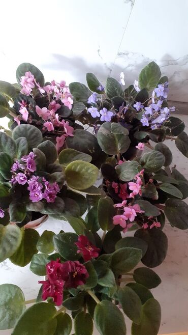 Otaq bitkiləri: Afrika bənövşəsi (Saintpaulia) kolleksiyası - Rəng çeşidi: açıq — 1