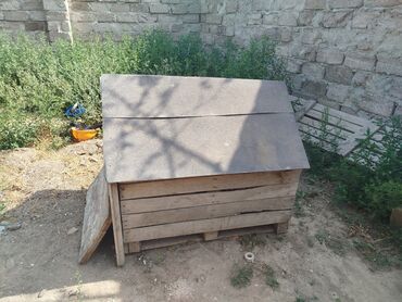 pişik yuva: Balaca it damı