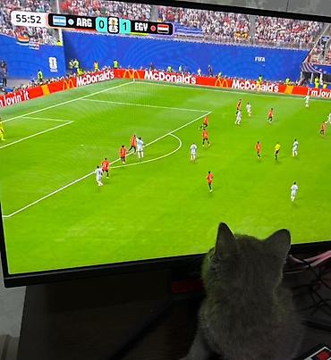 кошка майкун: Шотландский короткошерстный котёнок, окрас сплошной голубой (blue) — 3