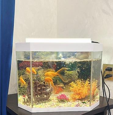 Akvariumlar: 20 litr Altıbucaqlı formalı, ağ rəngli çərçivəyə malik akvarium — 1