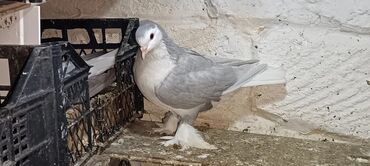 одежда для собак: Delfin maya satilir ve ya qara reng delfinle barter olunur - Növ