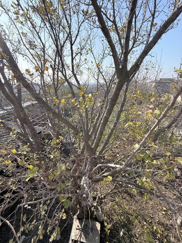 Həyət evləri və villaların satışı: 4 otaqlı, 140 kv. m, Kredit yoxdur, Orta təmir -da lalafo.az — 30 Həyət evləri və villaların satışı: 4 otaqlı, 140 kv. m, Kredit yoxdur, Orta təmir — 30