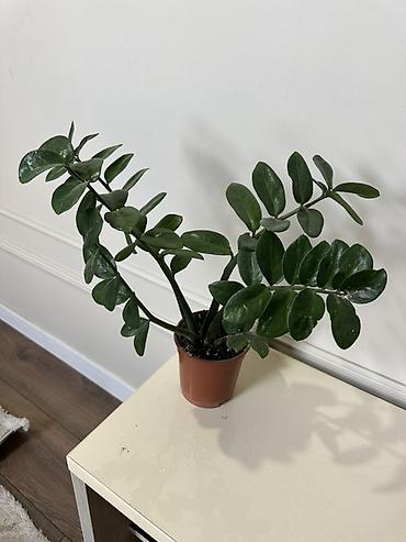 замиокулькас: Замиокулькас (ZZ plant) в горшке. - Компактный куст с несколькими — 2