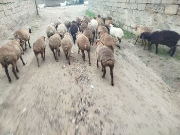 cins ineklerin qiymeti: Quzular 21 quzudu 2 erkek 19 dişi biri. 200 AZN kom seçib boturene 225