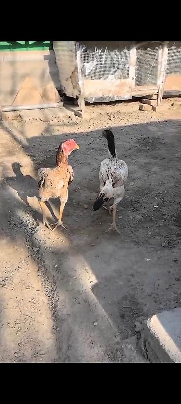 Куры, петухи: Продаю | Куры | Бойцовая | Для разведения — 6