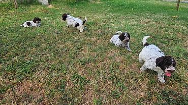 Psi: Lagotto Romagnolo štenci Dostupni štenci Lagoto Romanjolo od roditelja — 12